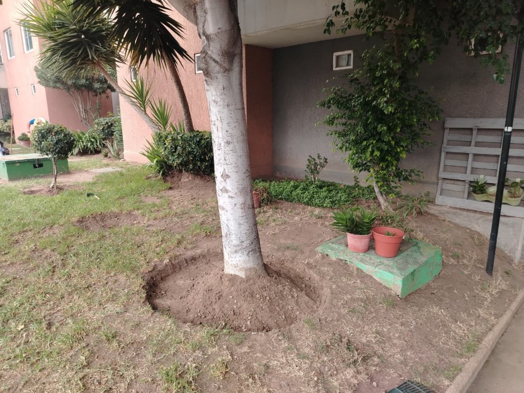 Mantención de árboles y espacios verdes